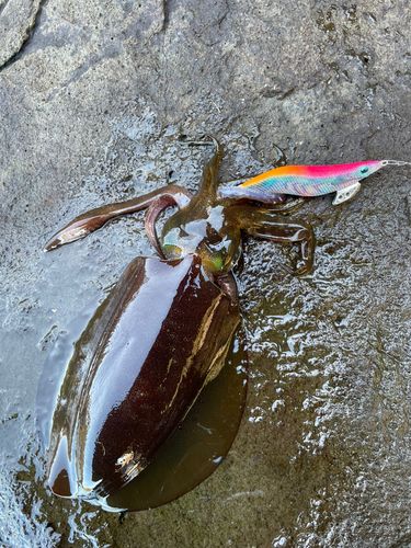 アオリイカの釣果