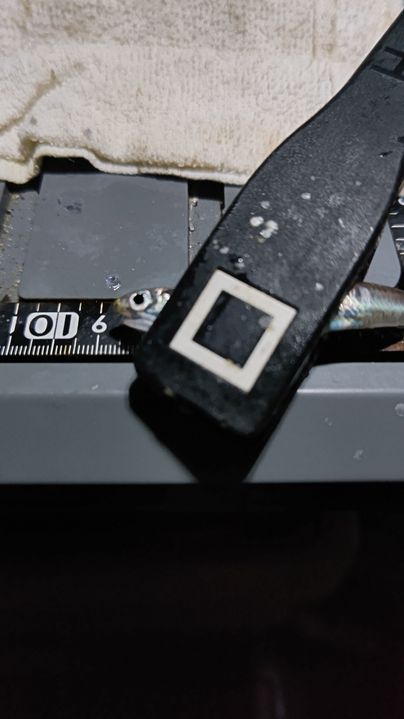 カタクチイワシ