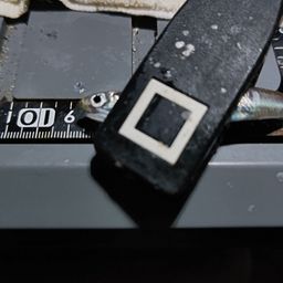 カタクチイワシ