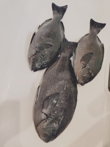グレの釣果