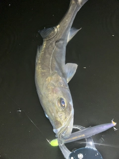 フッコ（マルスズキ）の釣果