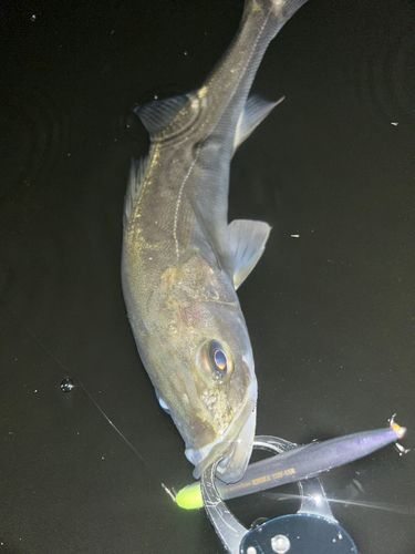 フッコ（マルスズキ）の釣果