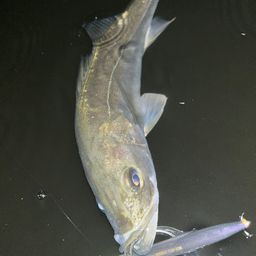 フッコ（マルスズキ）