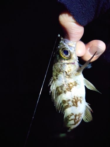 シロメバルの釣果