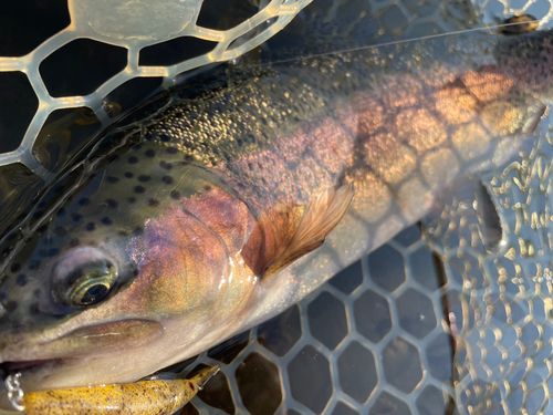 レインボートラウトの釣果