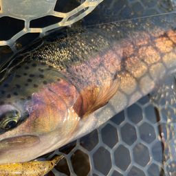 レインボートラウト