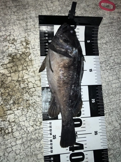 クロソイの釣果