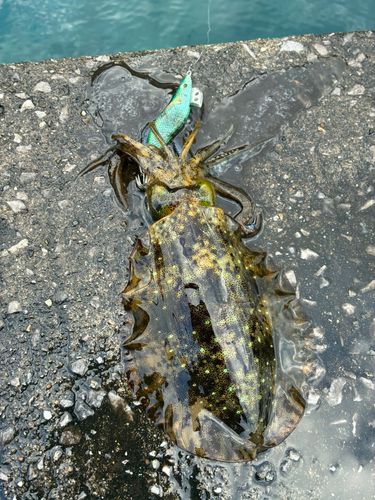 アオリイカの釣果