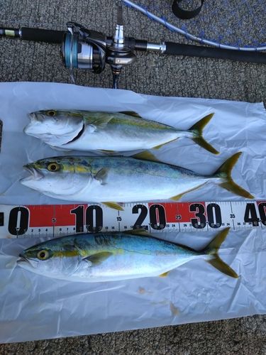 フクラギの釣果