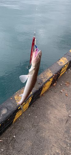 エソの釣果