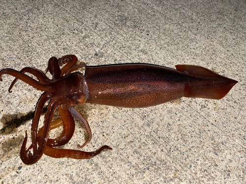 スルメイカの釣果