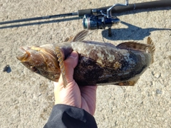 アイナメの釣果