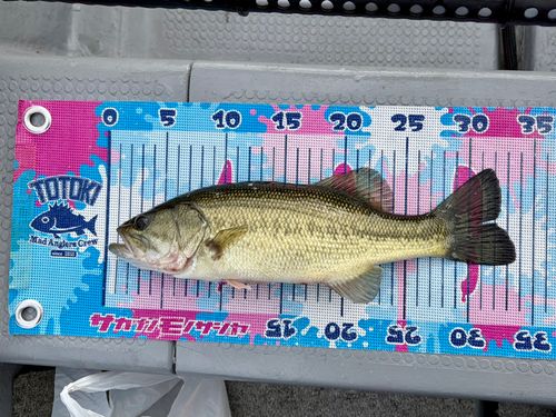 ブラックバスの釣果