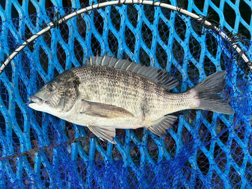 オリジナルメーカー海釣り公園