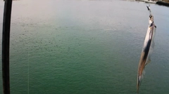 タチウオの釣果