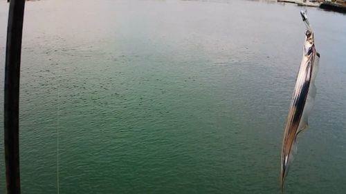 タチウオの釣果