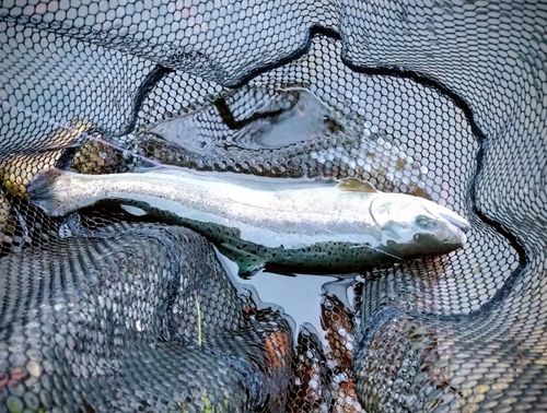 フィッシングパーク高島の泉