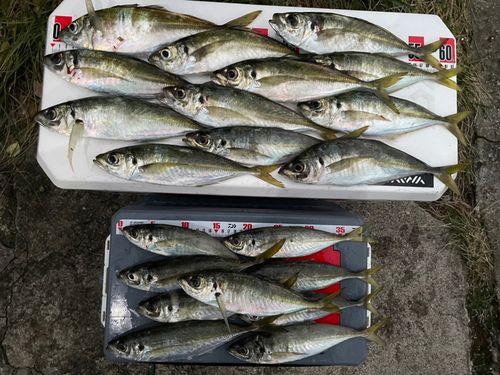 アジの釣果