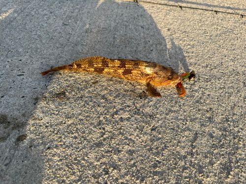 アイナメの釣果