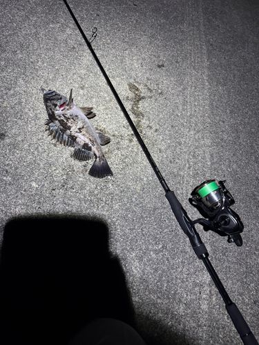 クロソイの釣果