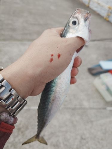サバの釣果