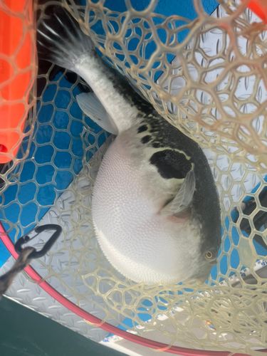 新舞子海岸（富津）