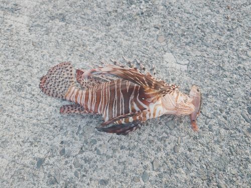 ミノカサゴの釣果