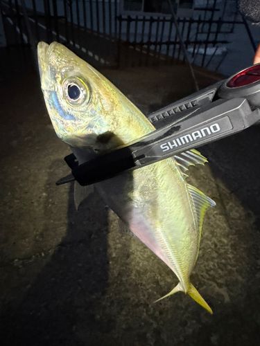 秋田港北防波堤