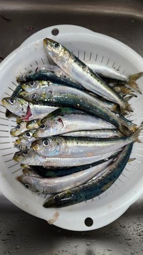 マイワシの釣果