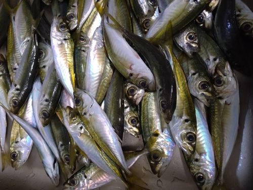 マアジの釣果