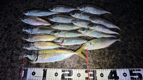 アジの釣果