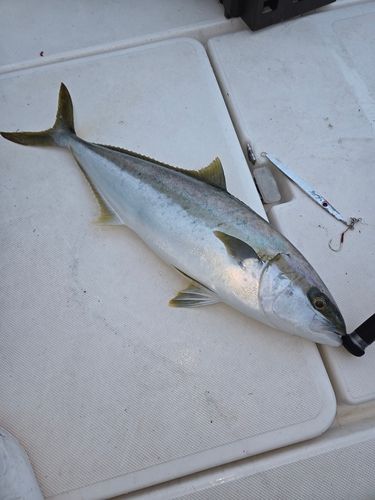 ヒラマサの釣果