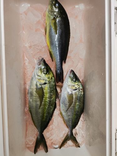 シマアジの釣果
