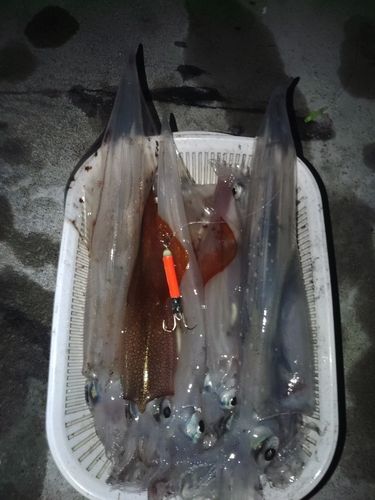 ヤリイカの釣果