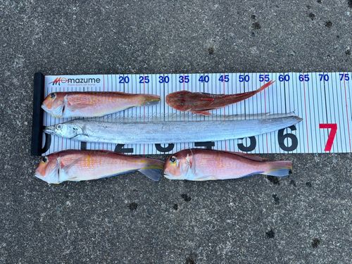 アマダイの釣果