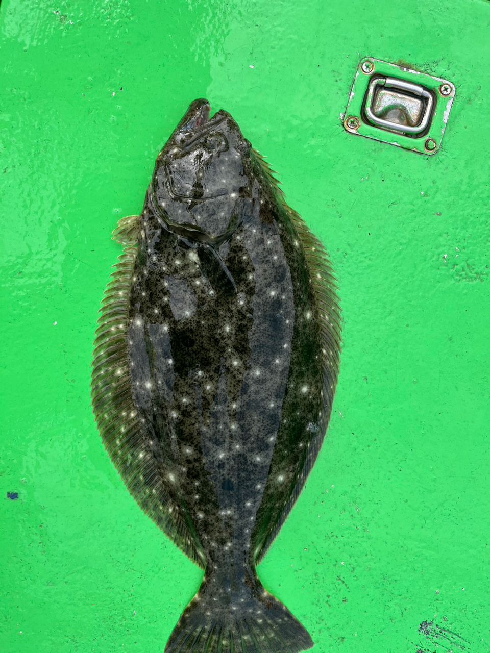 King of Fishermanさんの釣果 1枚目の画像