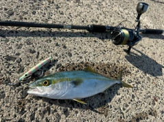 コゾクラの釣果