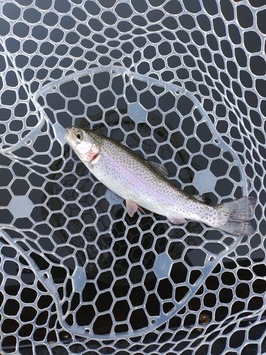 ニジマスの釣果