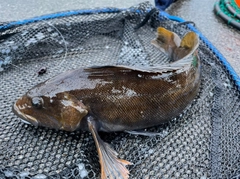 アイナメの釣果