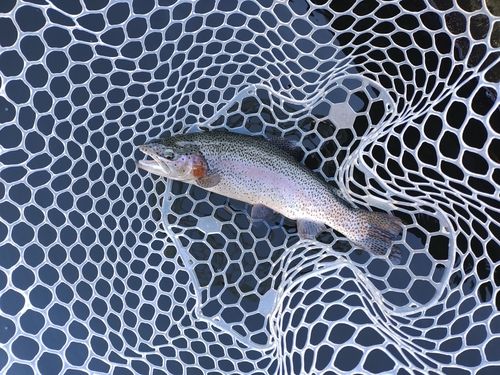 ニジマスの釣果