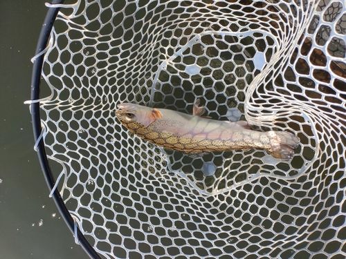 ニジマスの釣果