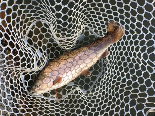 ニジマスの釣果