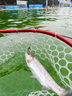 ニジマスの釣果