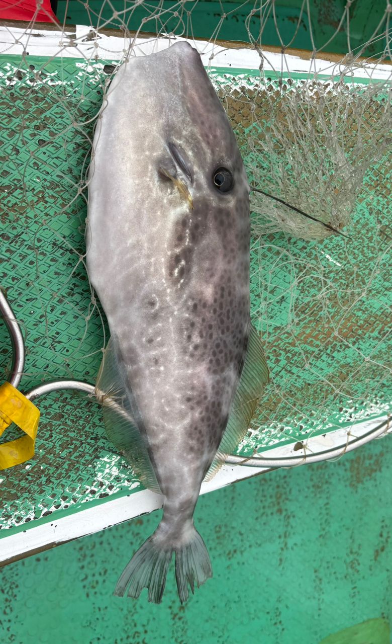 浩房13-80さんの釣果 1枚目の画像