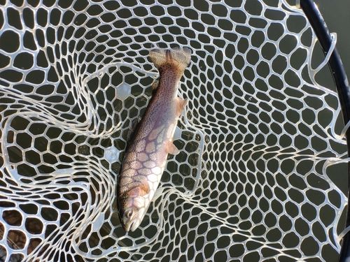 ニジマスの釣果