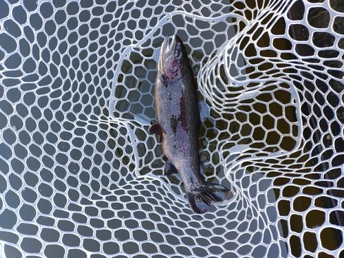 ニジマスの釣果