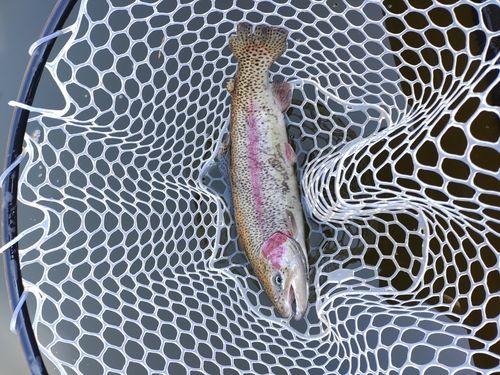 ニジマスの釣果