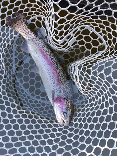 ニジマスの釣果