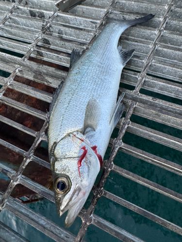 釣り公園シモツピアーランド