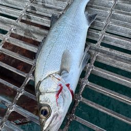 セイゴ（ヒラスズキ）